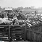 Boroughbridge, Cattle Market